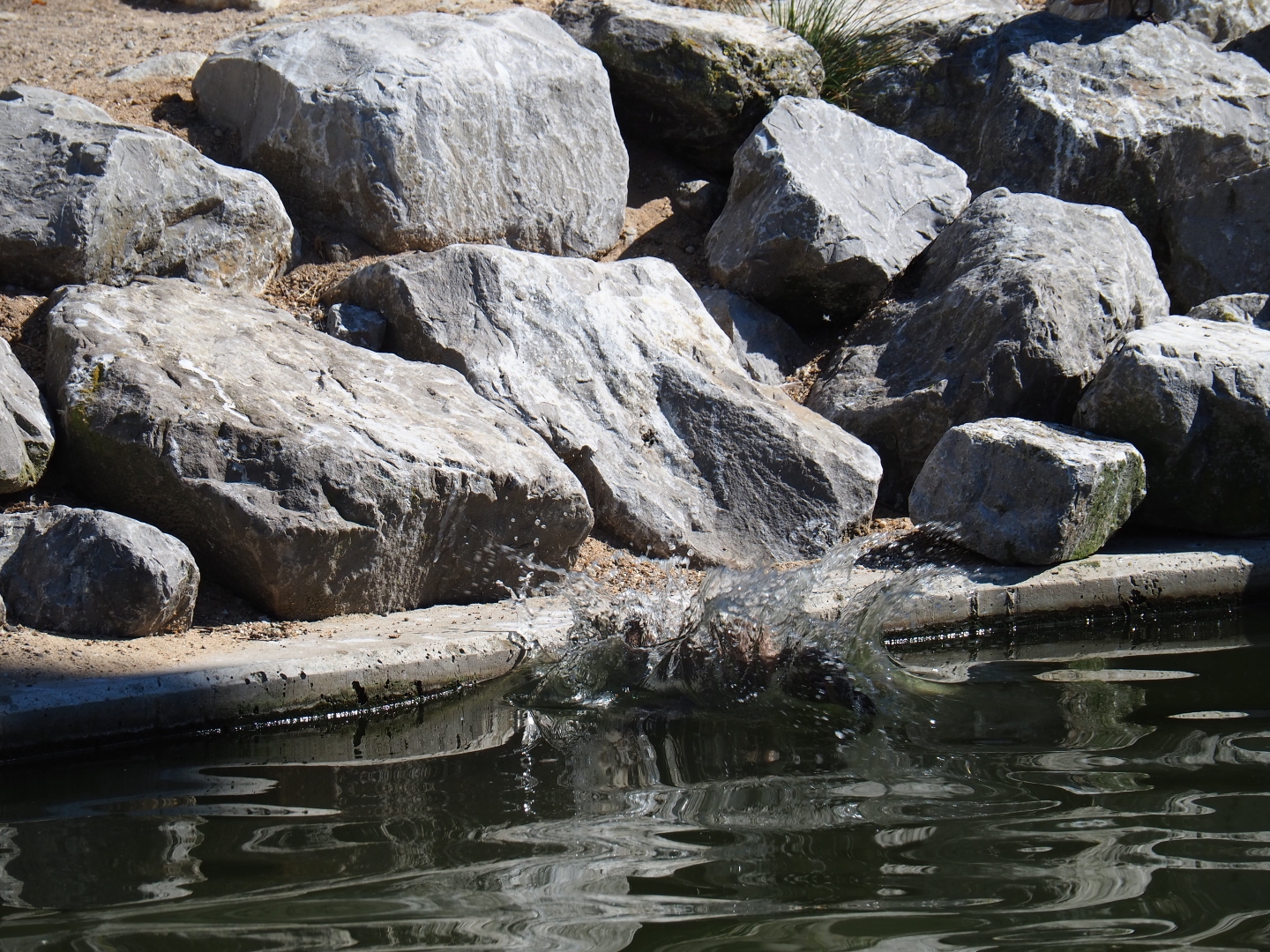 Humboldt penguin (Spheniscus humboldti) jumping into the water