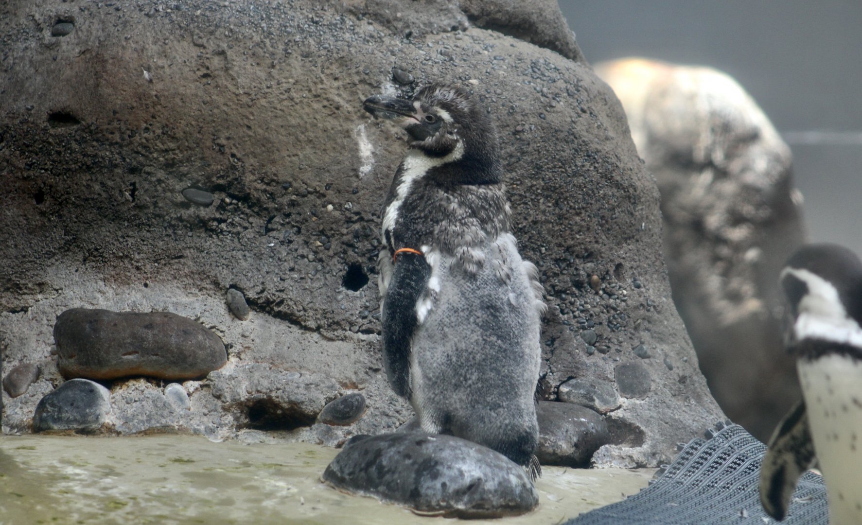 Humboldt Penguin (Spheniscus humboldti) molting