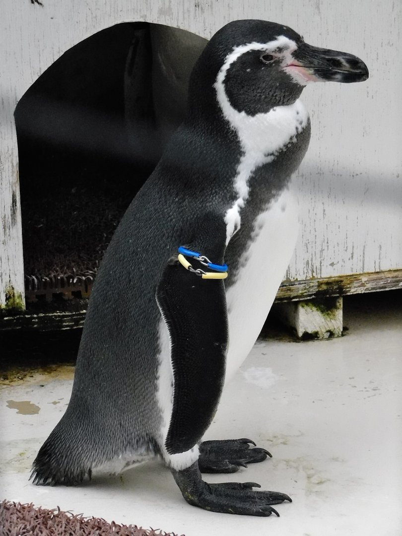 Humboldt Penguin (Spheniscus humboldti) October 4, 2025