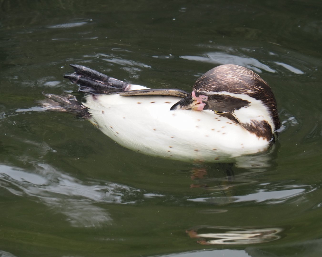 Humboldt penguin (Spheniscus humboldti) swimming and preening, 2020-07-14