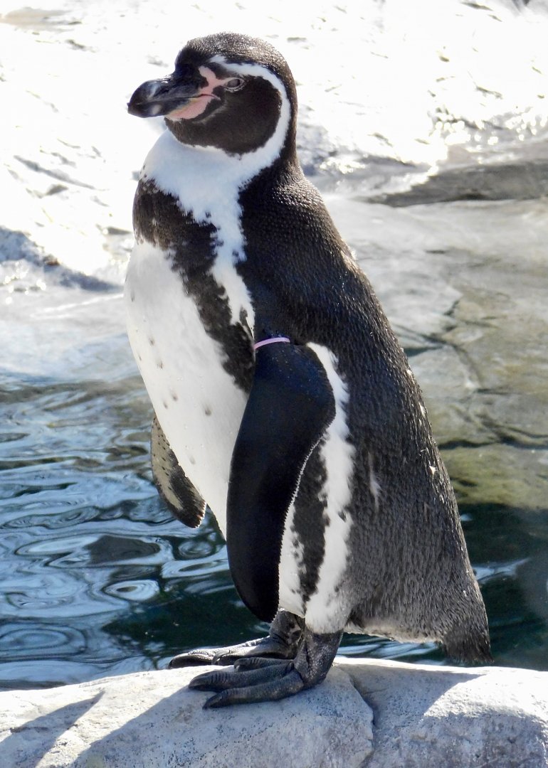 Humboldt Penguin (Spheniscus humboldti) - Tobu Zoo November 15, 2025