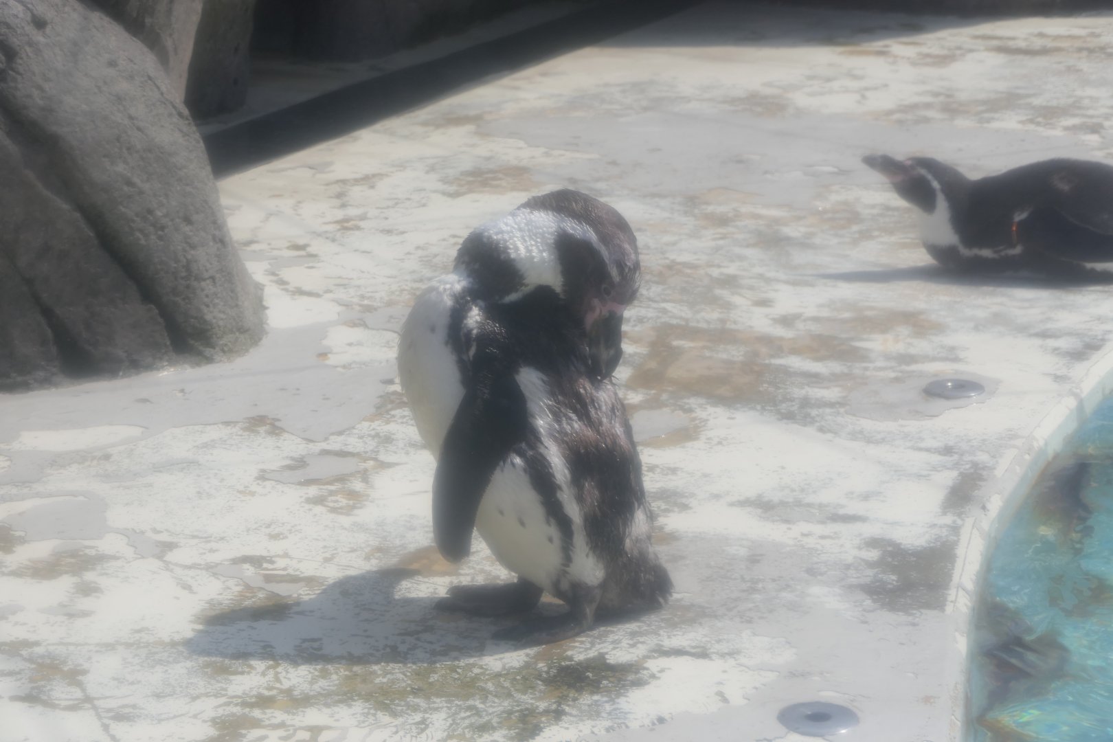Humboldt Penguin (Spheniscus humboldti) - Uozu Aquarium