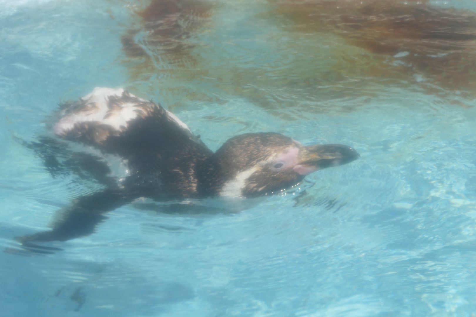Humboldt Penguin (Spheniscus humboldti) - Uozu Aquarium