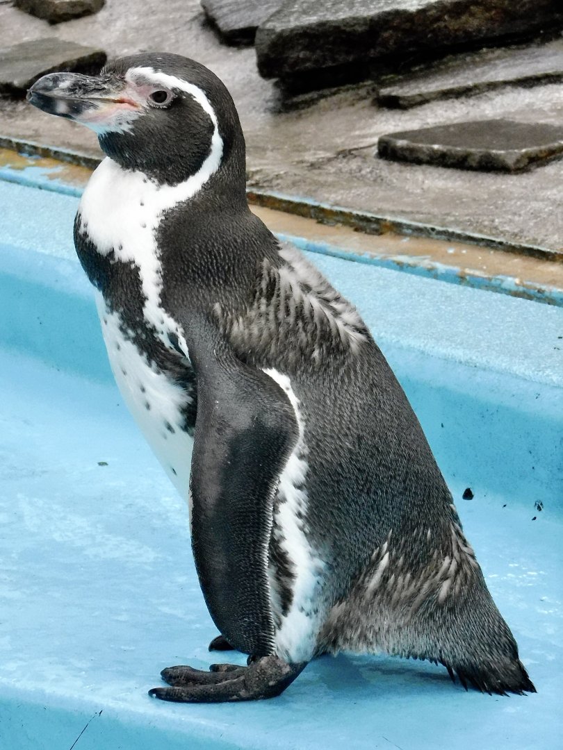 Humboldt Penguin (Spheniscus humboldti) - Yumemigasaki Zoological Park October 12, 2025