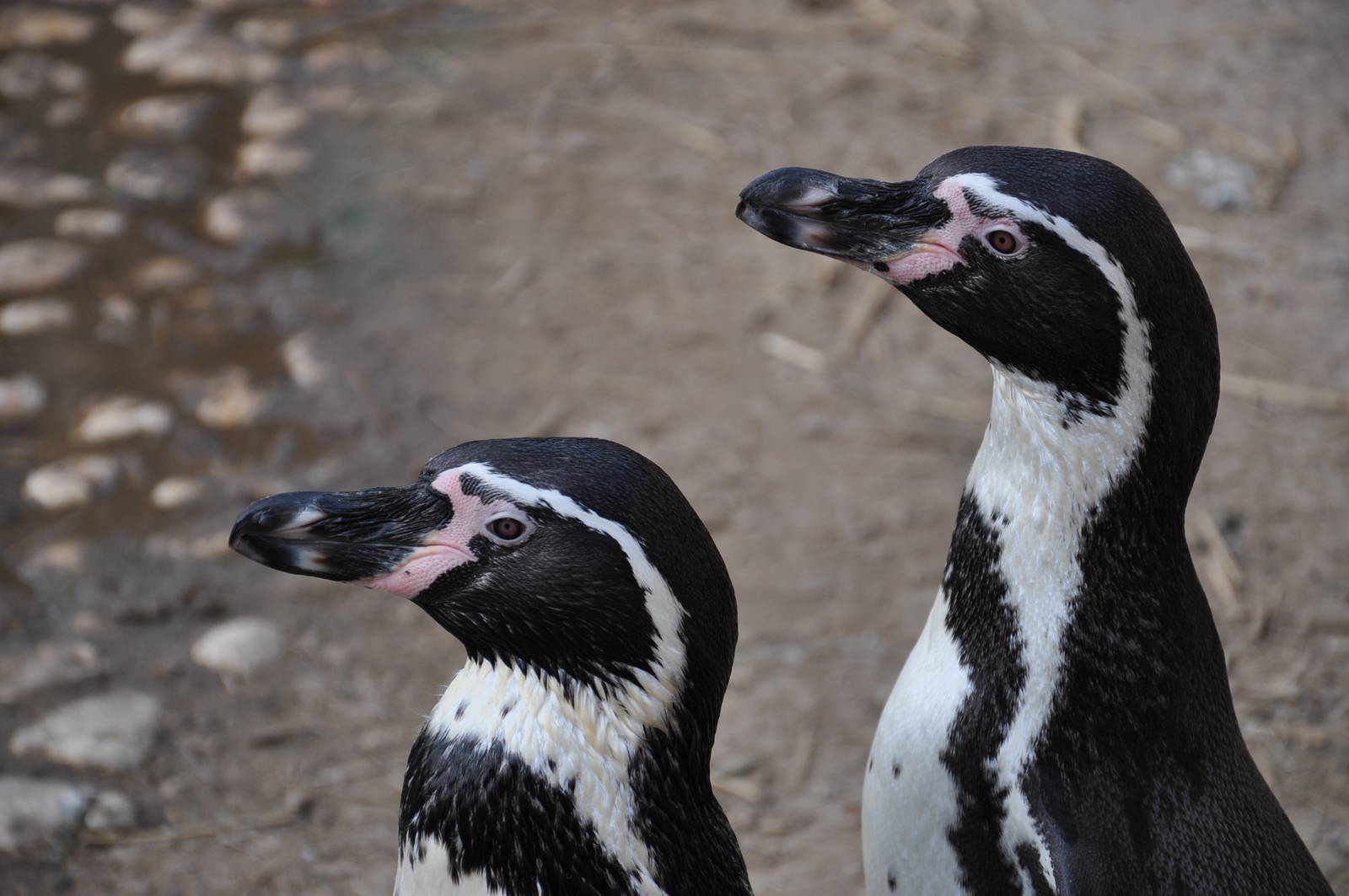 Humboldt penguin / Spheniscus humboldti
