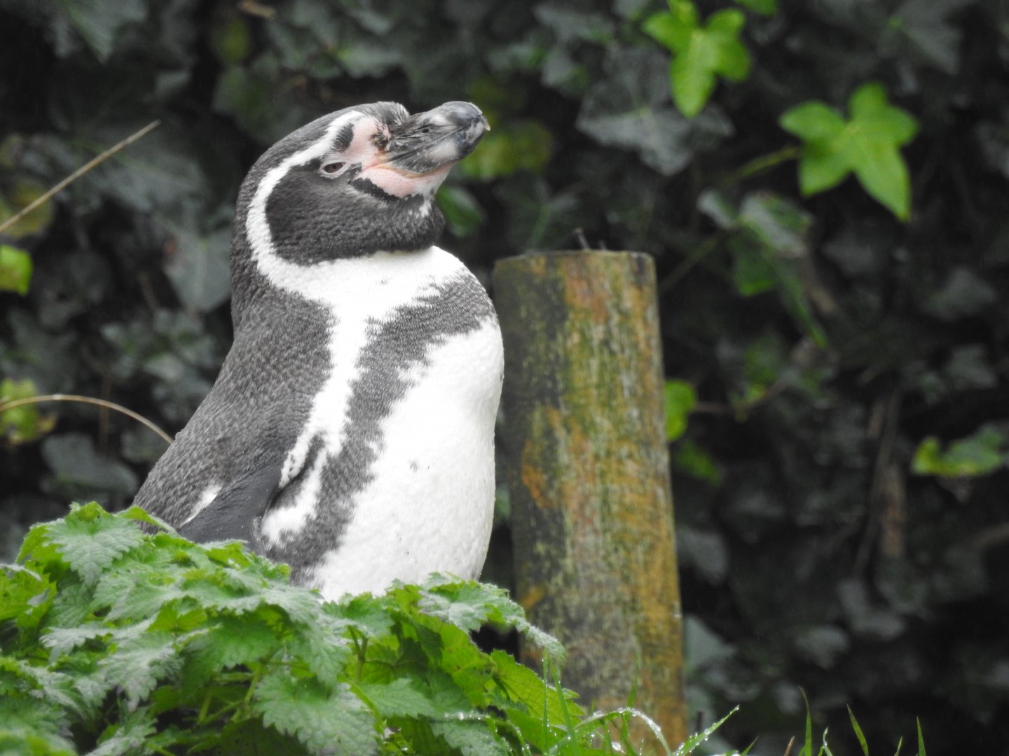 Humboldt Penguin (Spheniscus humboldti)