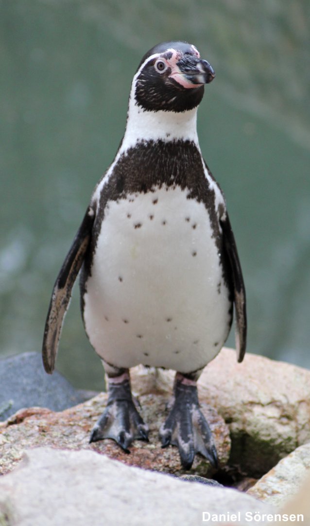 Humboldt penguin (Spheniscus humboldti)