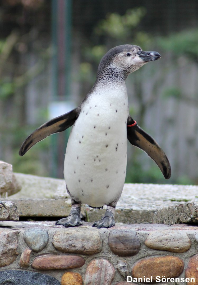 Humboldt penguin (Spheniscus humboldti)