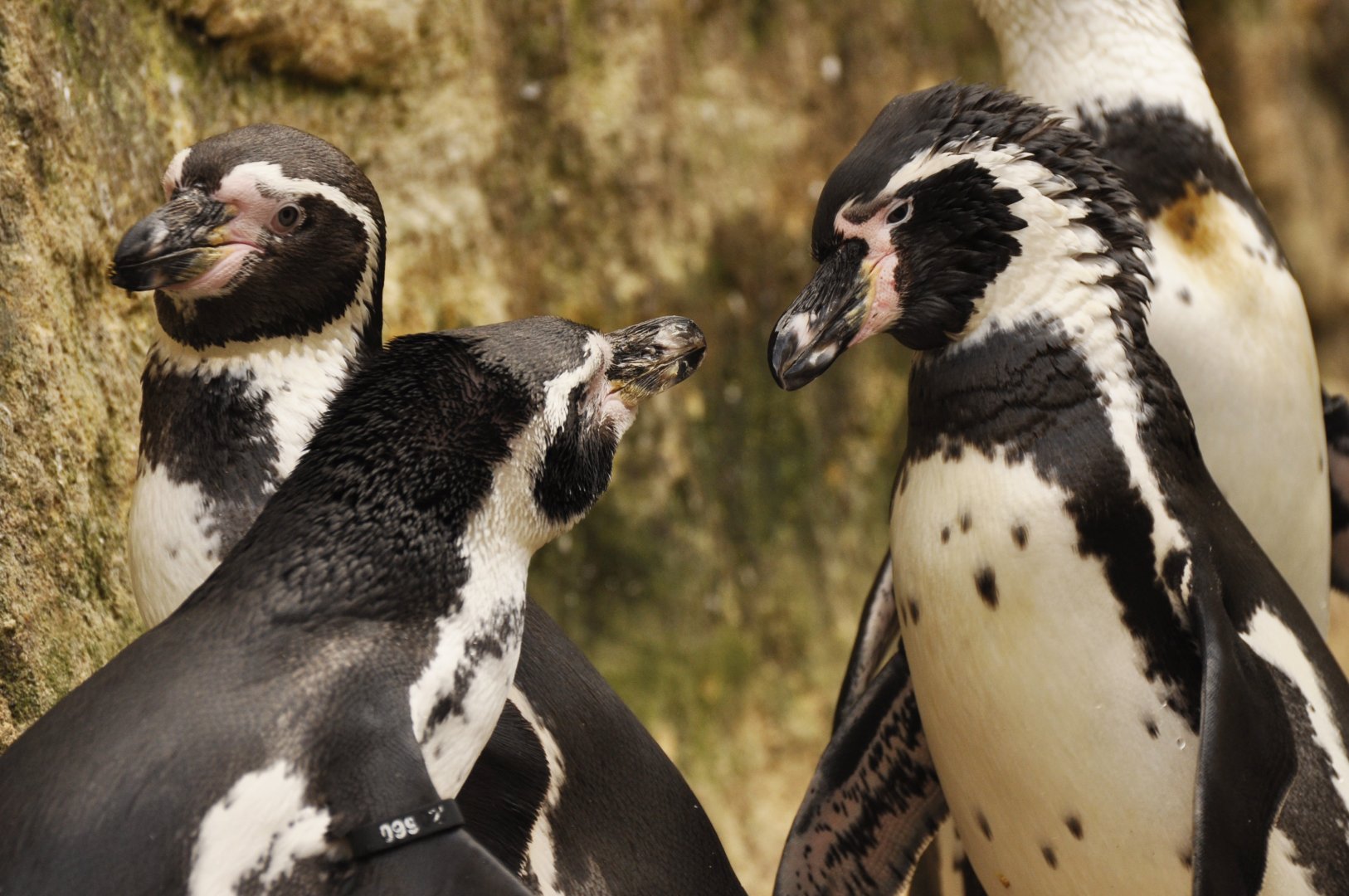 Humboldt penguin (Spheniscus humboldti)