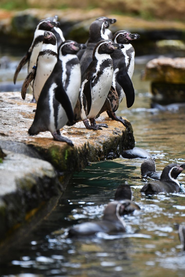 Humboldt penguin (Spheniscus humboldti)