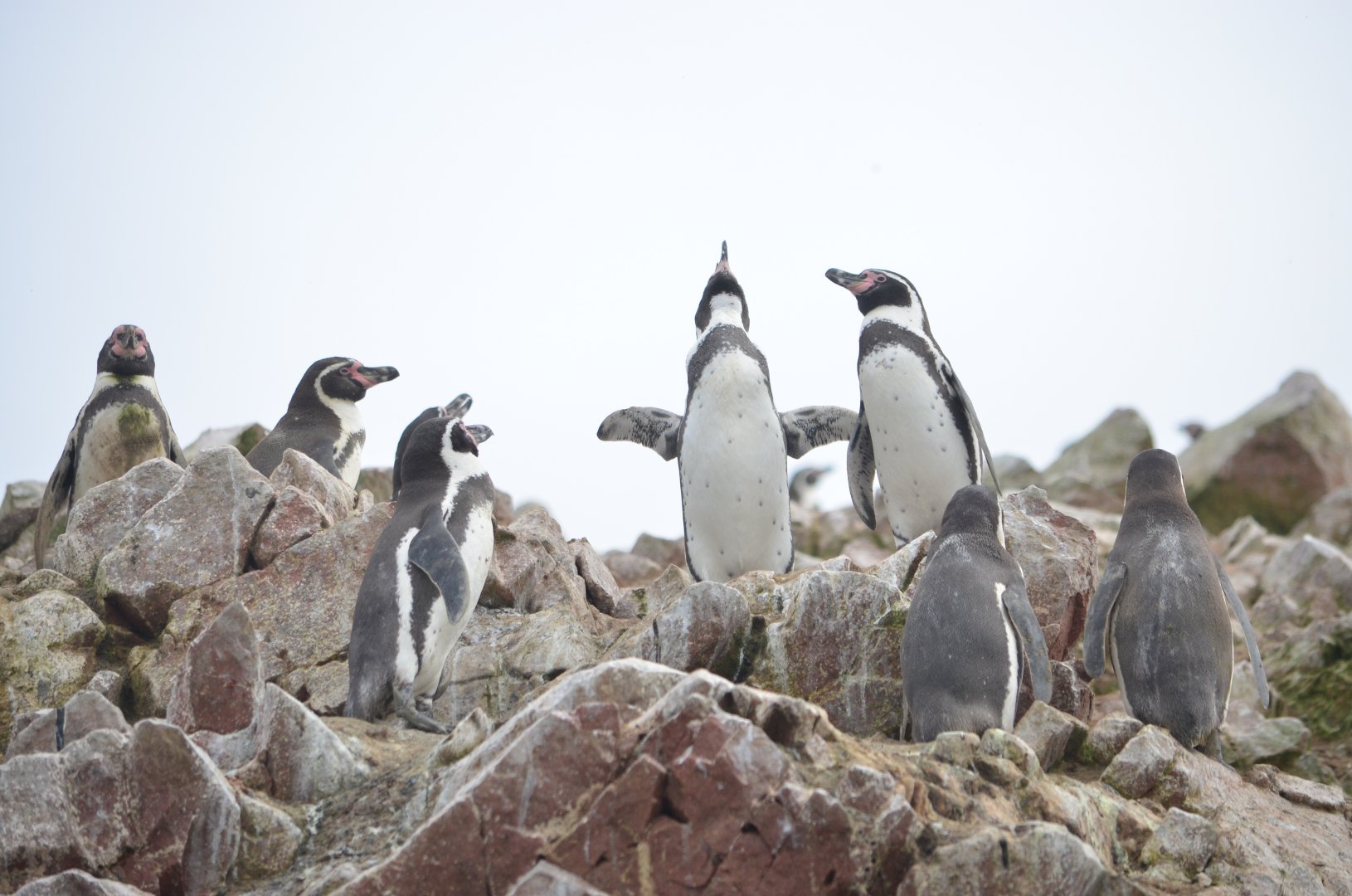 Humboldt Penguin (Spheniscus humboldti)