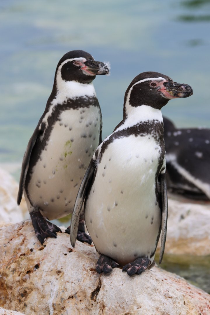 Humboldt penguin (Spheniscus humboldti)