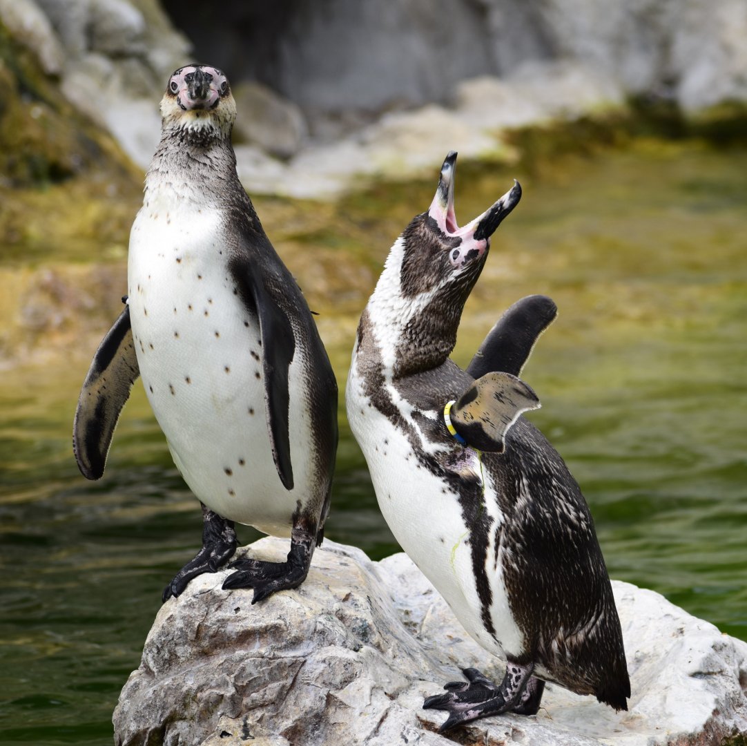 Humboldt penguin (Spheniscus humboldti)