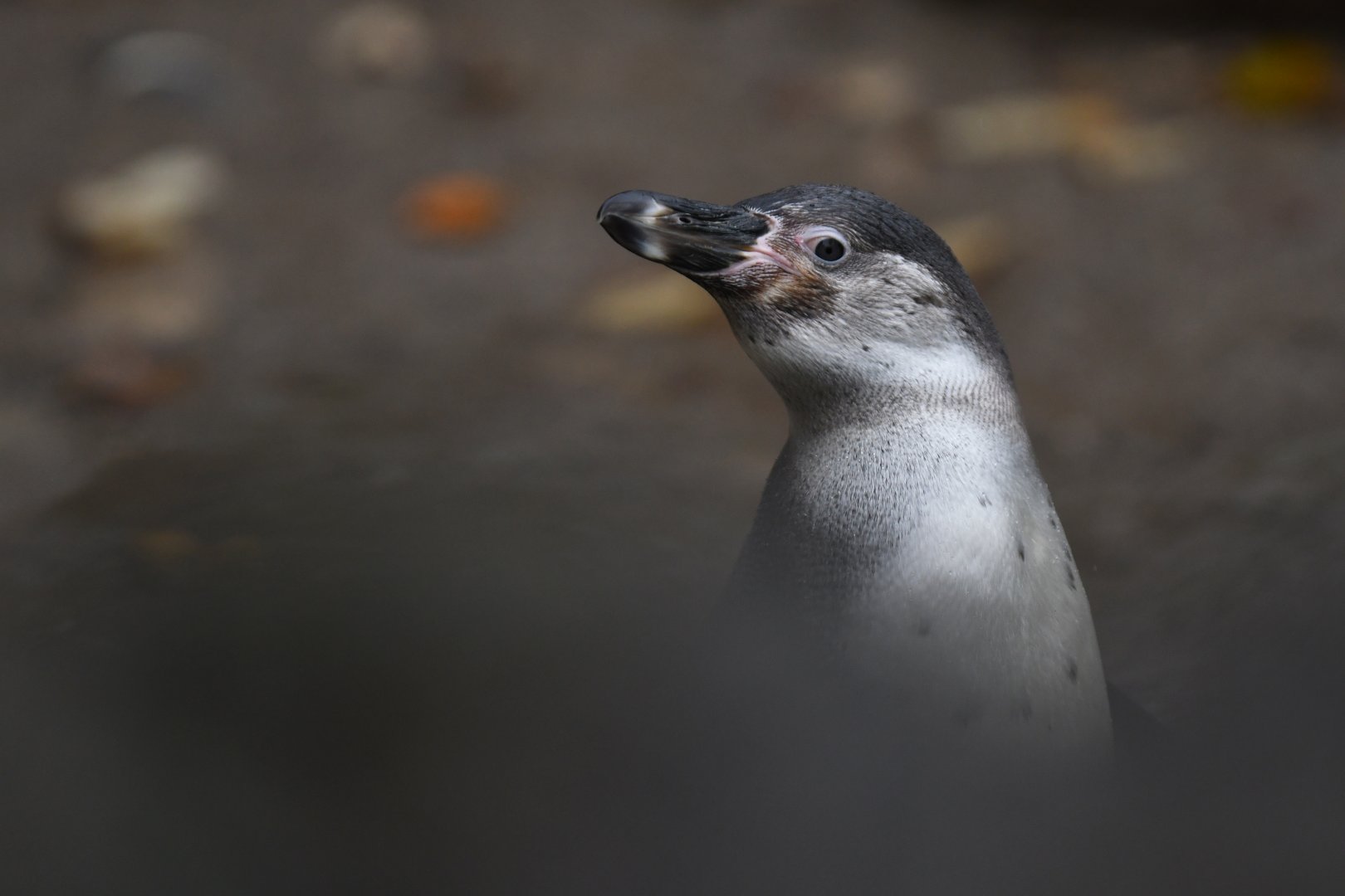 Humboldt penguin (Spheniscus humboldti)