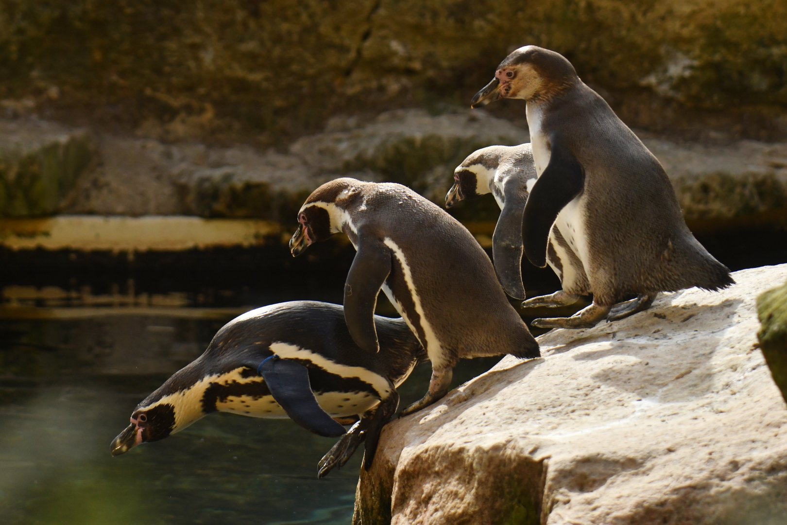 Humboldt Penguin (Spheniscus humboldti)
