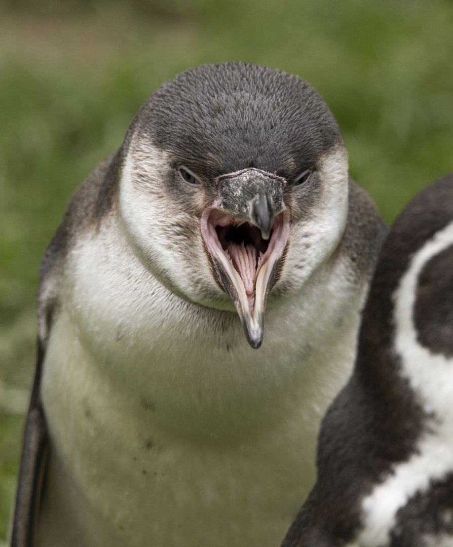 Humboldt penguin (Spheniscus humboldti)
