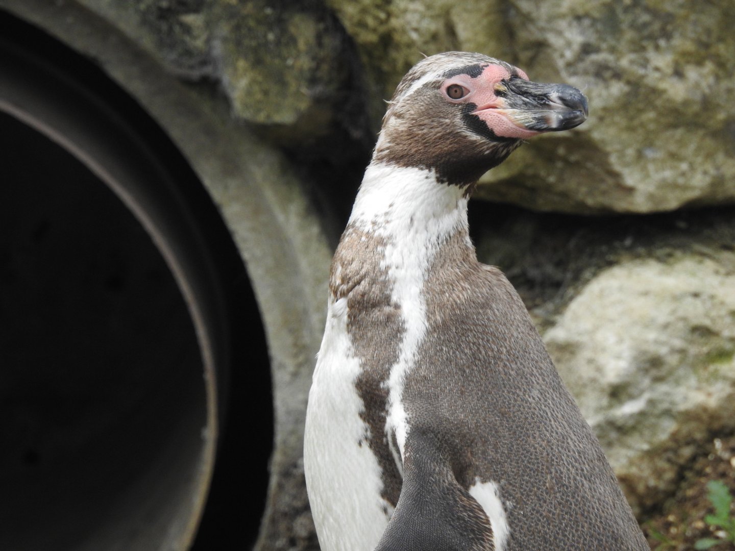 Humboldt Penguin (Spheniscus humboldti)
