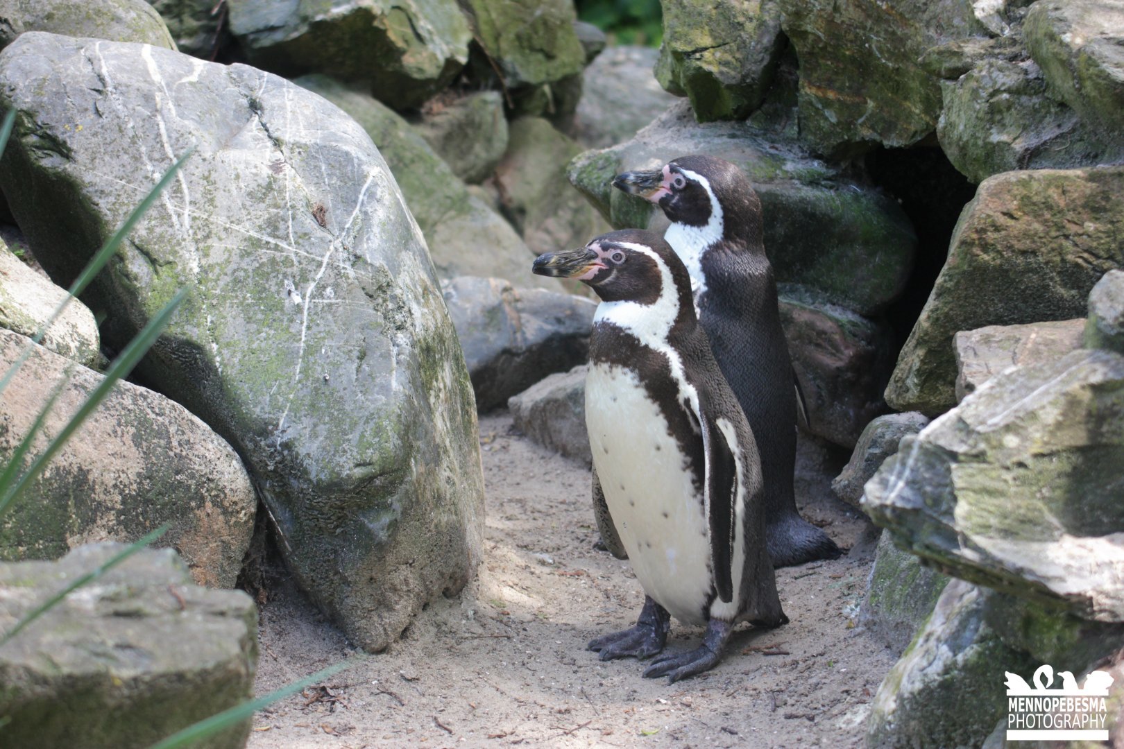Humboldt penguin (Spheniscus humboldti)