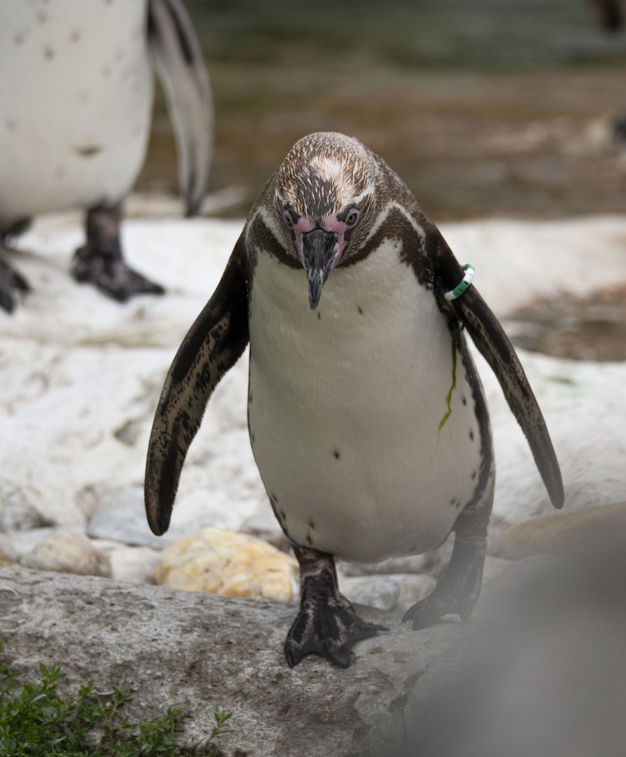 Humboldt penguin (Spheniscus humboldti)