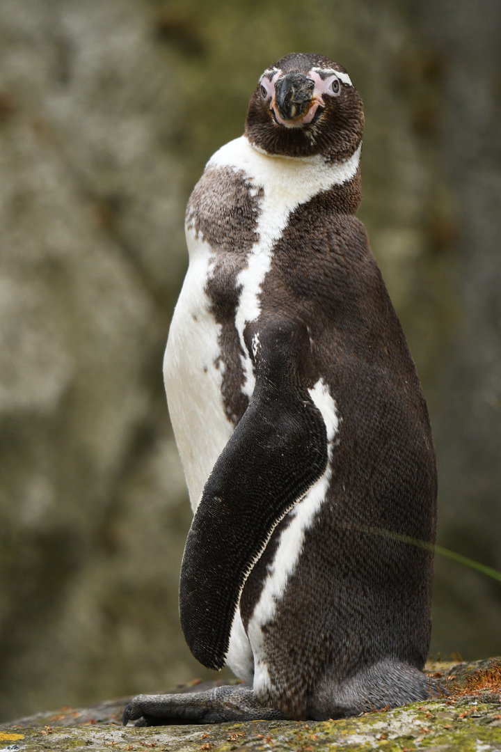 Humboldt penguin (Spheniscus humboldti)