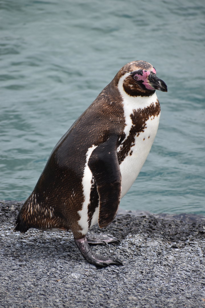 Humboldt Penguin - Spheniscus humboldti