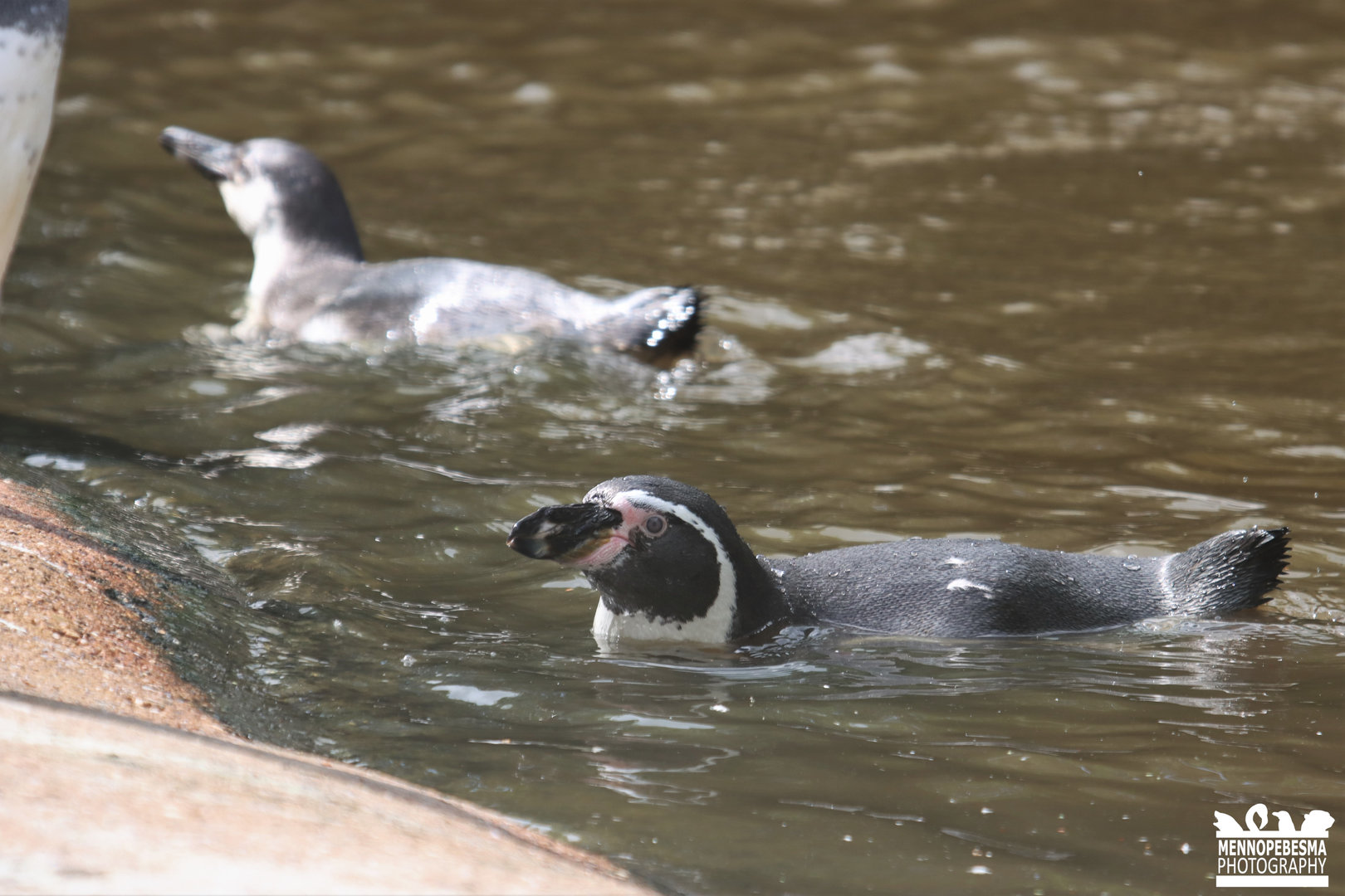 Humboldt penguin (Spheniscus humboldti)