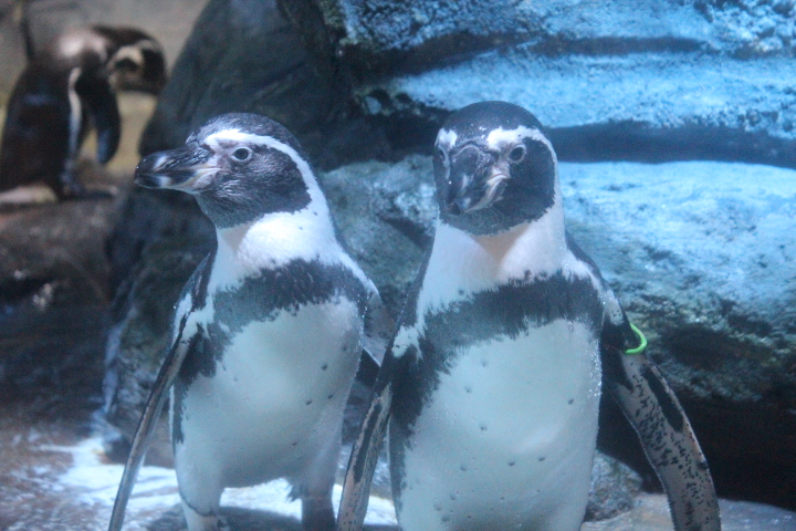Humboldt penguin (Spheniscus humboldti)