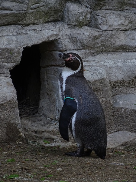 Humboldt penguin (Spheniscus humboldti)