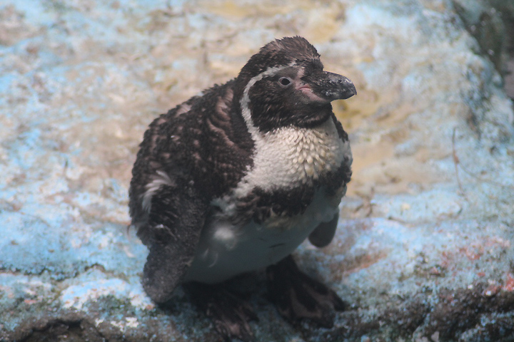 Humboldt penguin (Spheniscus humboldti)