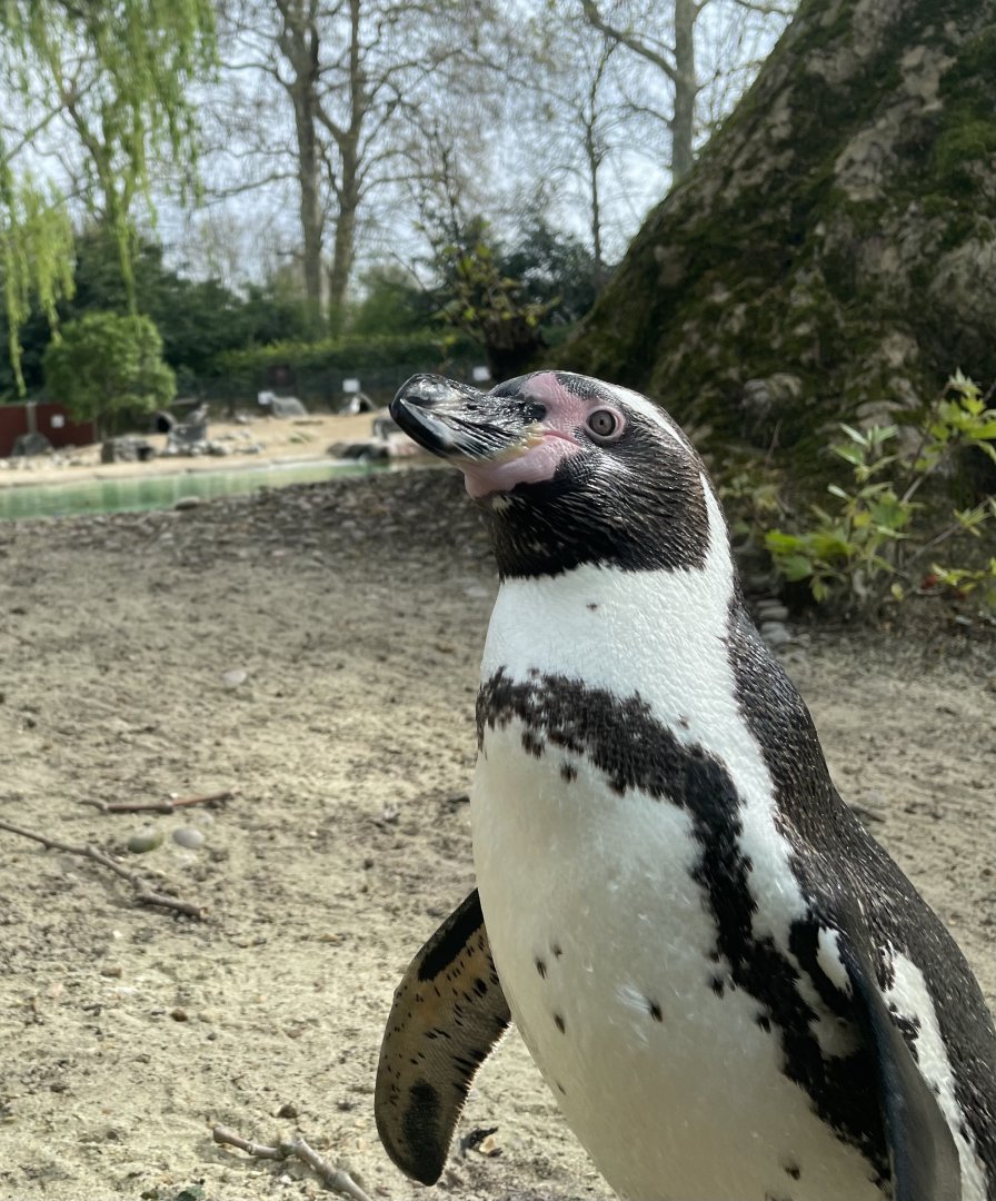 Humboldt Penguin, Spheniscus humboldti