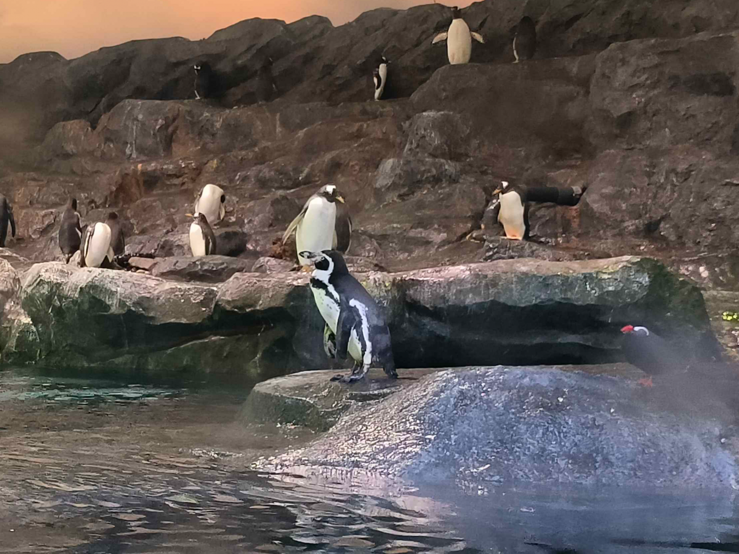 Humboldt Penguin (Spheniscus humboldti)