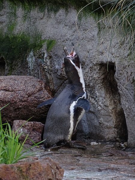 Humboldt penguin (Spheniscus humboldti)