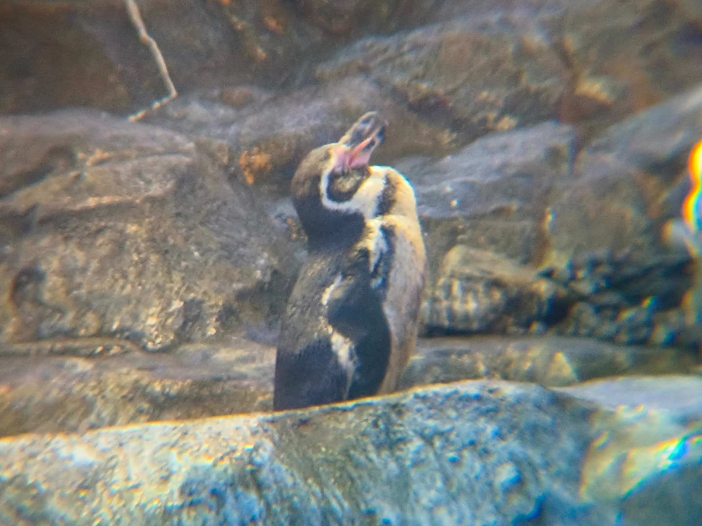 Humboldt Penguin (Spheniscus humboldti)