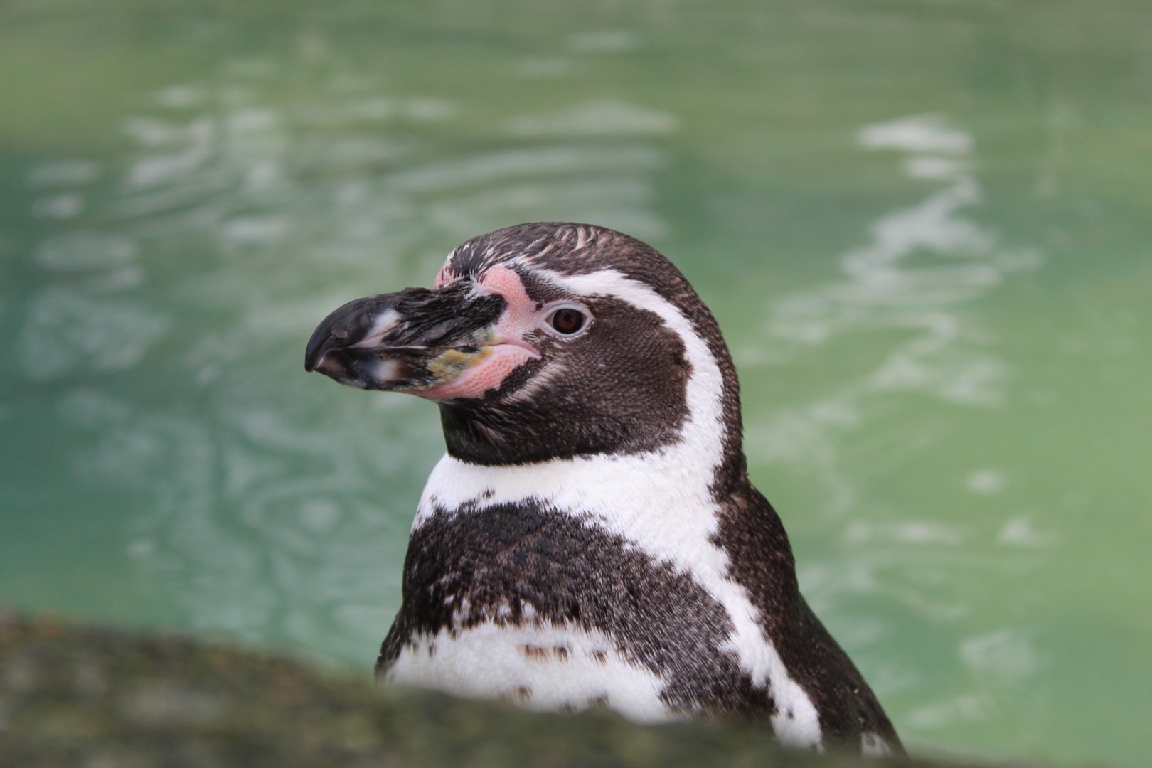 Humboldt Penguin (Spheniscus humboldti)