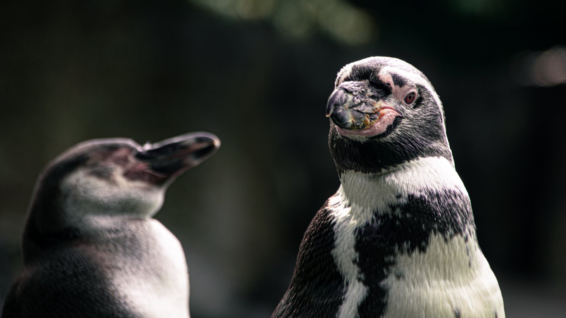 Humboldt penguin (Spheniscus humboldti)