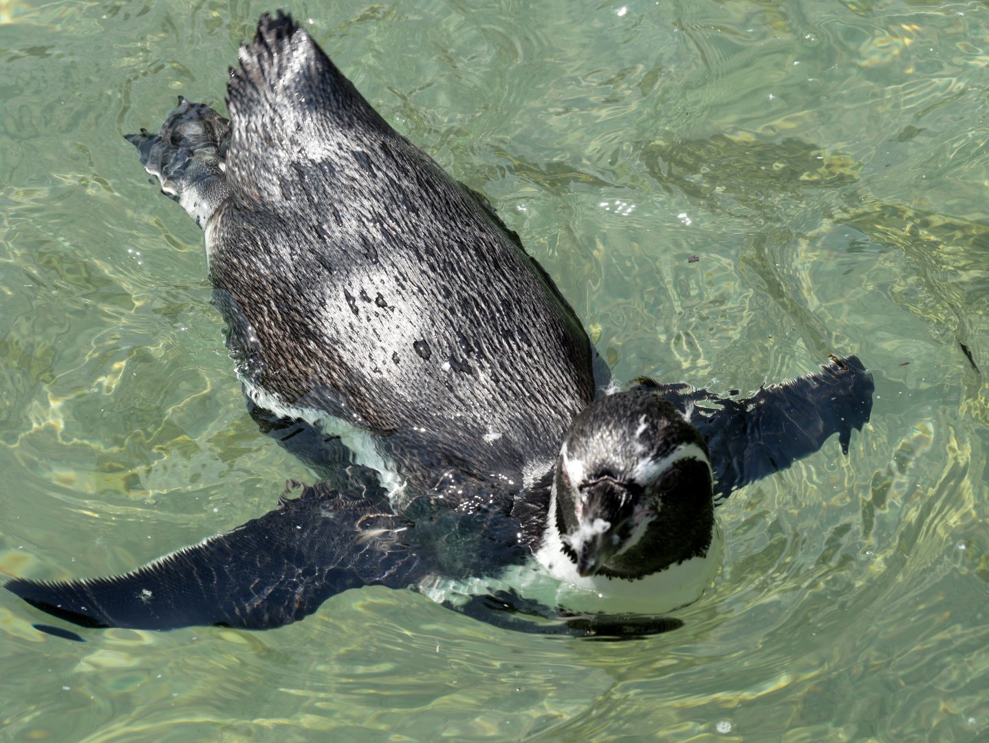 Humboldt penguin (Spheniscus humboldti)