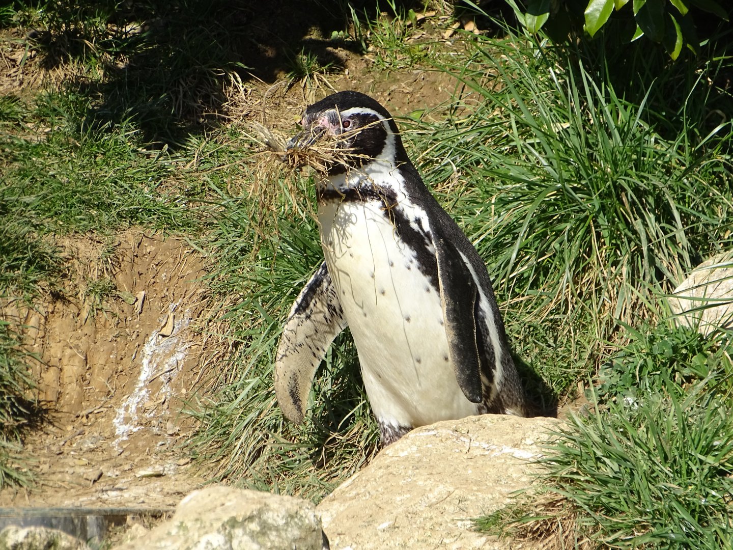 Humboldt penguin (Spheniscus humboldti)