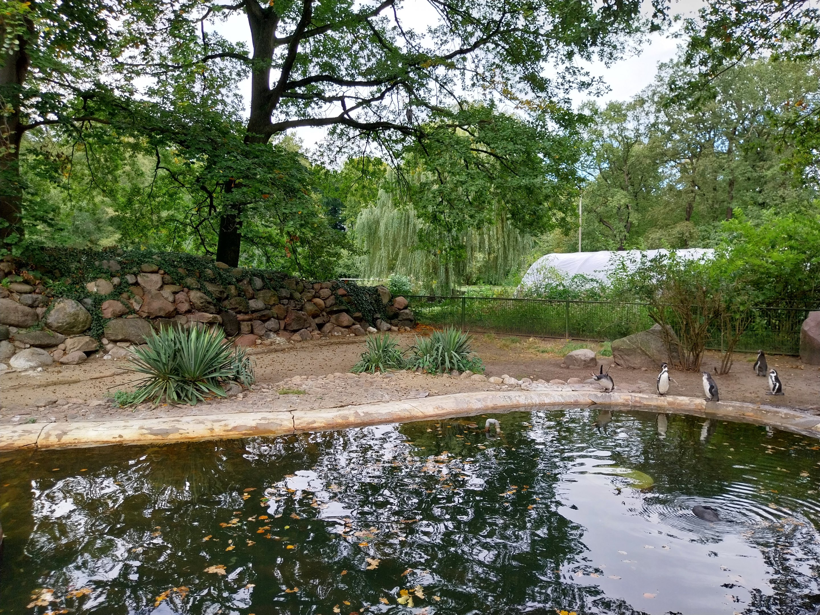 Humboldt Penguin (Spheniscus humboldti)