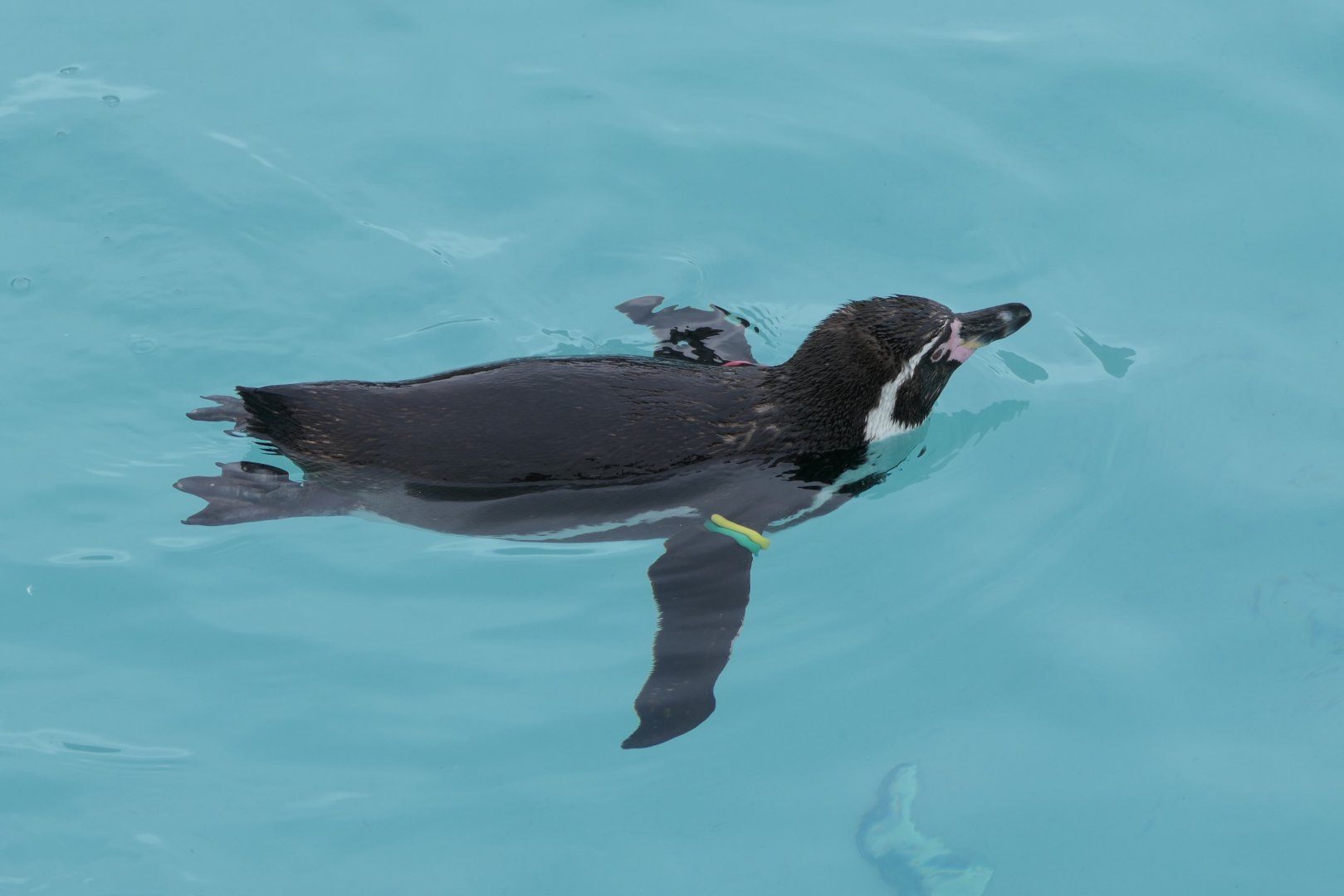 Humboldt Penguin (Spheniscus humboldti)