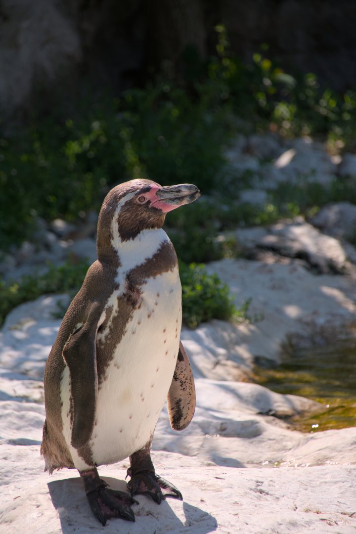 Humboldt penguin (Spheniscus humboldti)