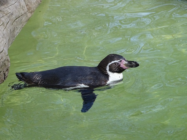 Humboldt penguin (Spheniscus humboldti)