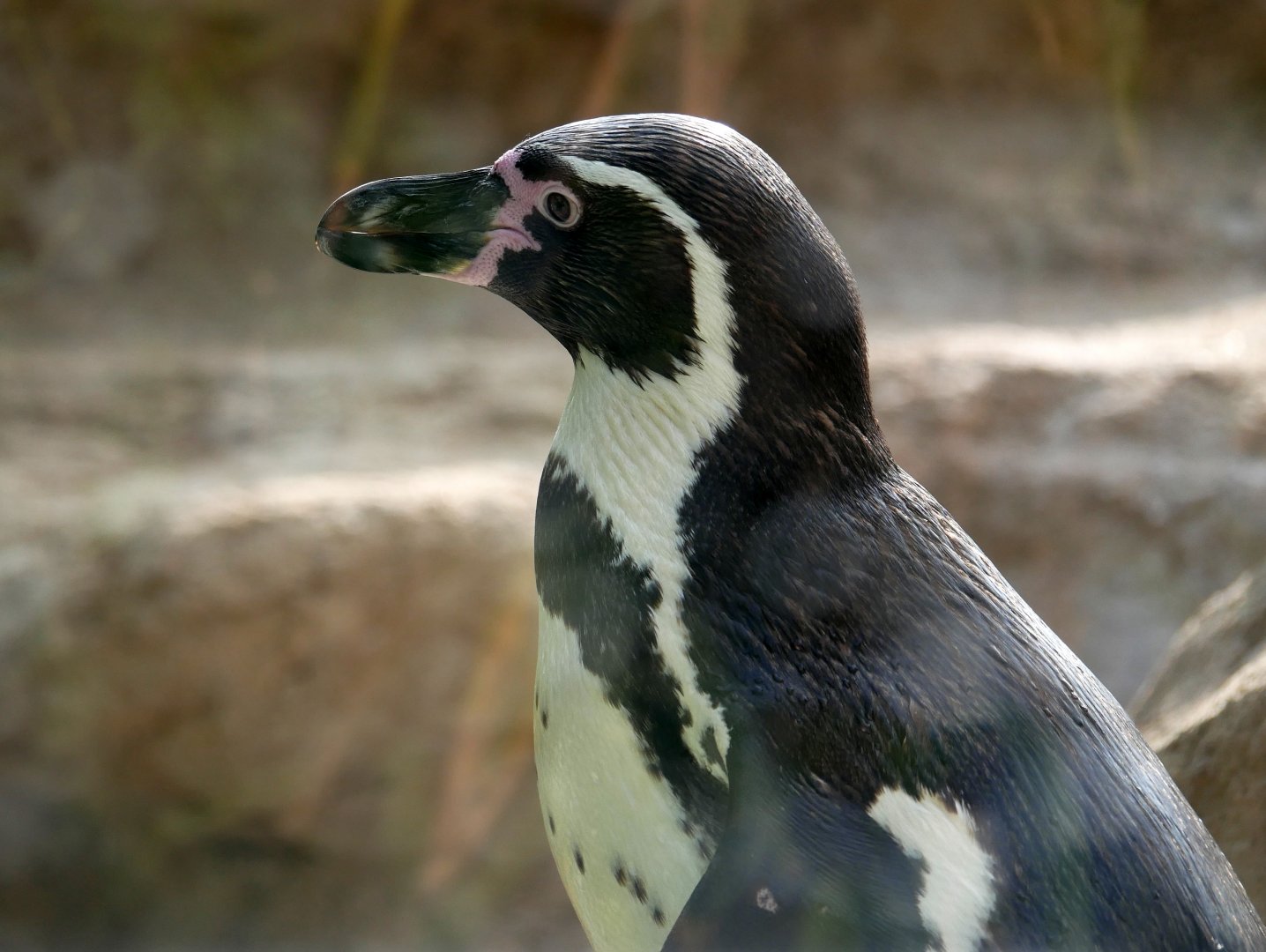 Humboldt penguin (Spheniscus humboldti)