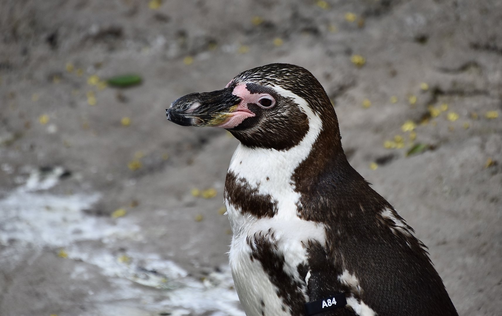 Humboldt Penguin (Spheniscus humboldti)