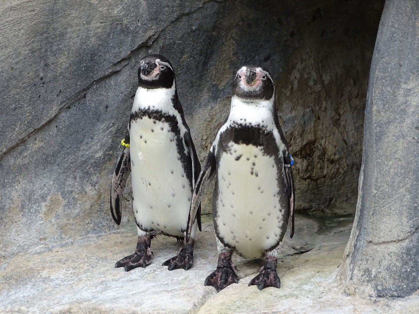 Humboldt penguin (Spheniscus humboldti)