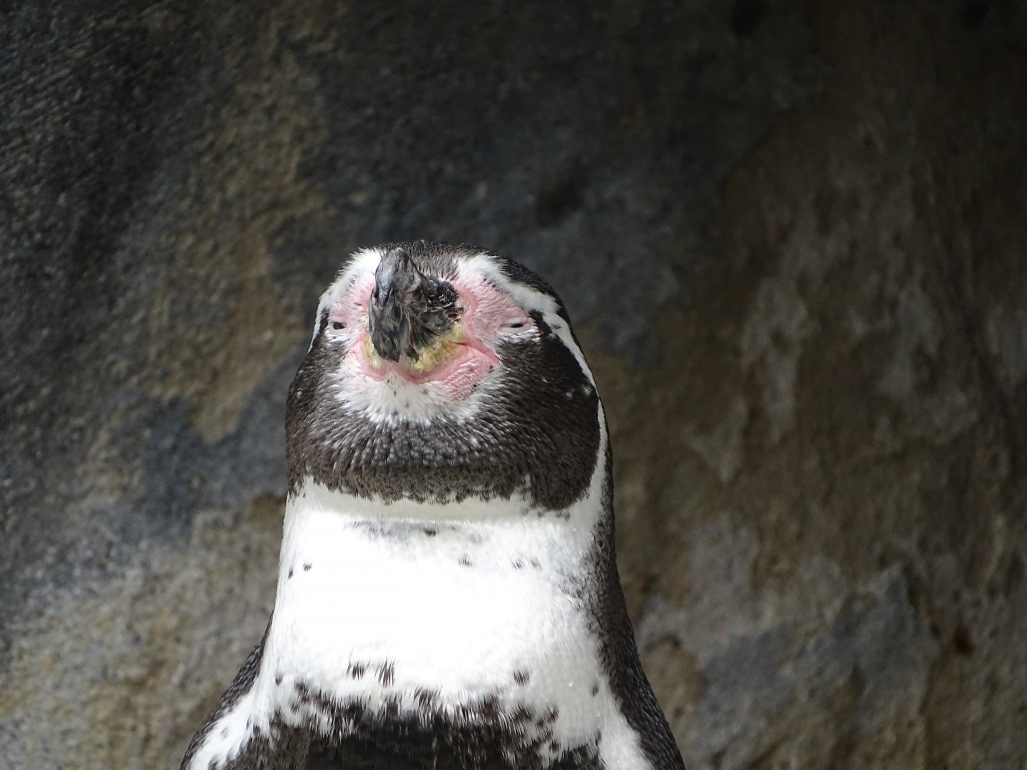 Humboldt penguin (Spheniscus humboldti)
