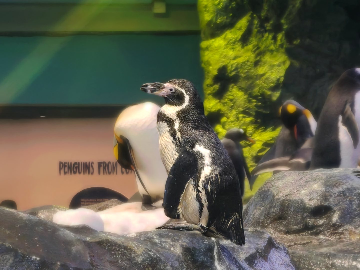 Humboldt Penguin (Spheniscus humboldti)