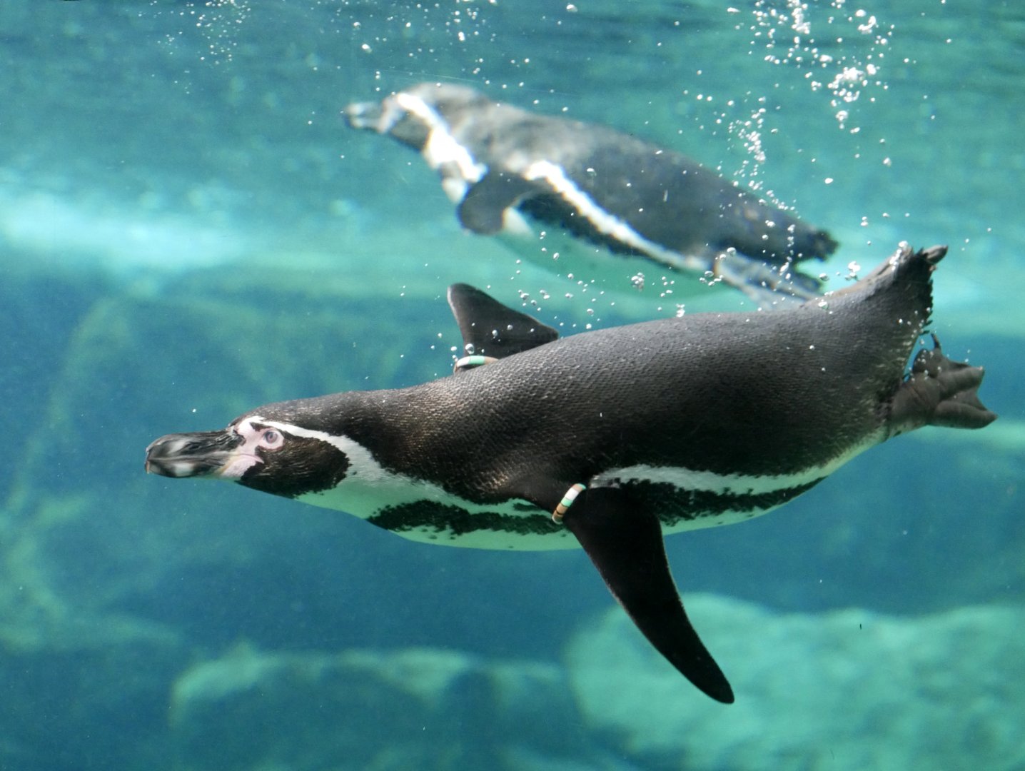 Humboldt penguin (Spheniscus humboldti)