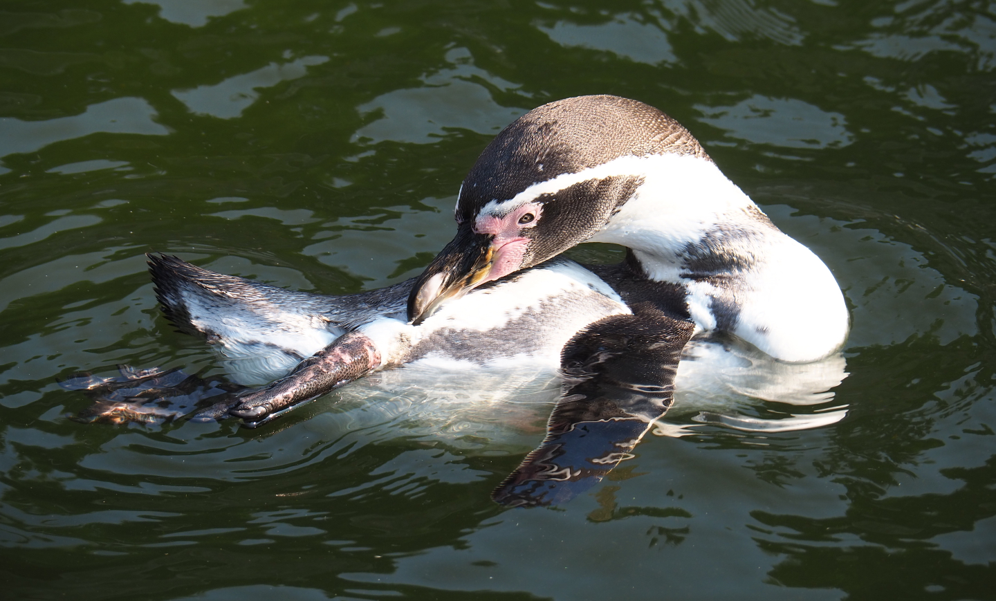 Humboldt penguin swimming and preening (Spheniscus humboldti), 2020-09-16