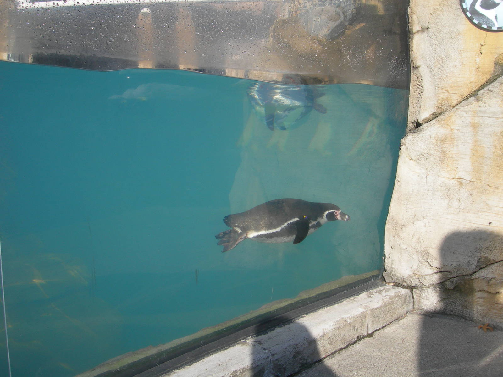 Humboldt Penguin swimming