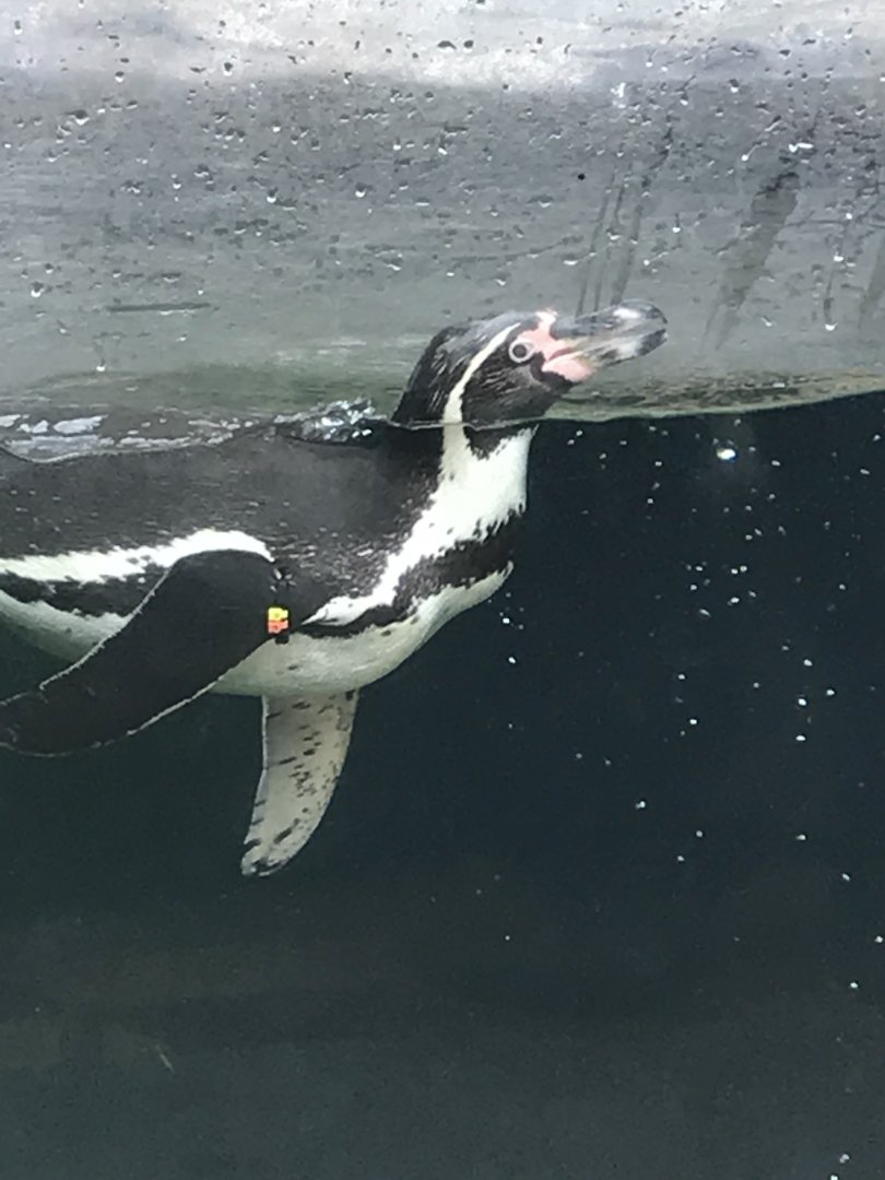 Humboldt Penguin Swimming